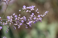 Limonium meyeri