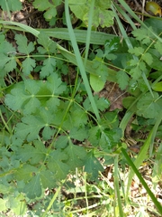 Peucedanum oreoselinum