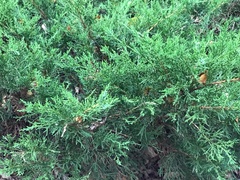 Juniperus virginiana