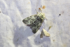 Macrurocampa marthesia