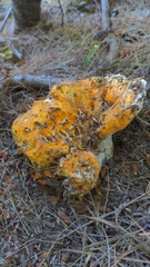 Hypomyces lactifluorum