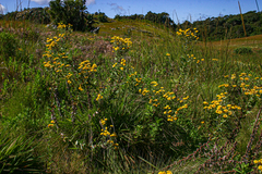 Helichrysum setosum image