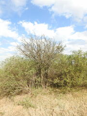 Prosopis alba