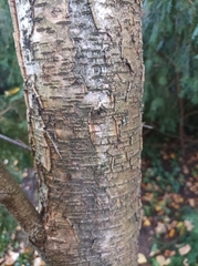 Betula grossa