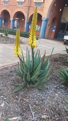 Aloe marlothii