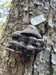 Fomitopsis ochracea