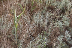 Artemisia santonicum