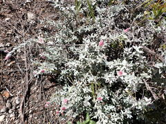 Syncarpha canescens canescens