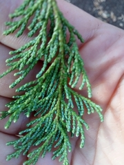 Chamaecyparis pisifera