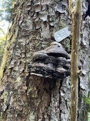 Fomitopsis ochracea