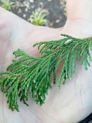 Chamaecyparis pisifera