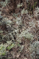 Artemisia santonicum
