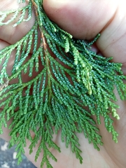 Chamaecyparis pisifera