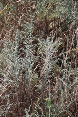 Artemisia santonicum
