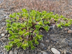 Honckenya peploides diffusa