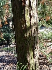 Chamaecyparis pisifera