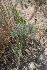 Artemisia santonicum