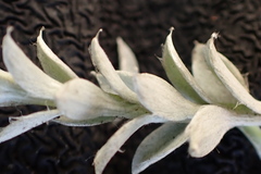 Syncarpha canescens canescens