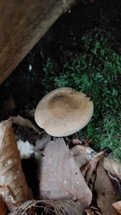 Paxillus involutus