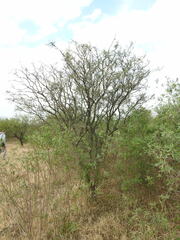 Prosopis alba
