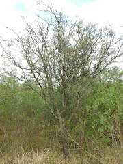 Prosopis alba