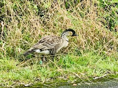 Branta sandvicensis