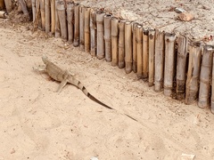 Iguana iguana iguana