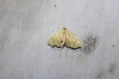 Eulithis diversilineata