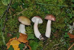 Russula gracillima