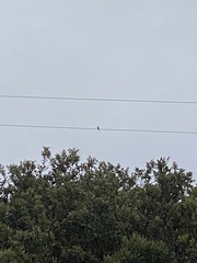 Streptopelia decaocto