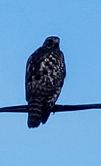 Buteo lineatus