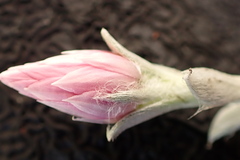 Syncarpha canescens canescens