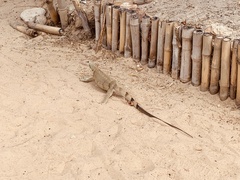 Iguana iguana iguana