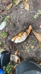 Ganoderma polychromum