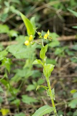 Aneilema aequinoctiale