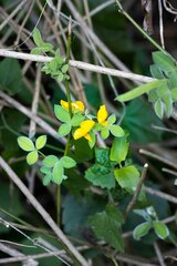 Argyrolobium tomentosum