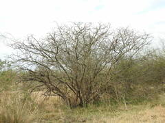 Prosopis alba
