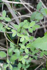 Argyrolobium tomentosum