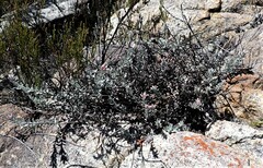 Syncarpha canescens canescens