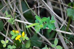 Argyrolobium tomentosum