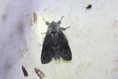 Macrurocampa marthesia