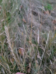 Elymus canadensis