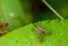 Panorpa ochraceocauda