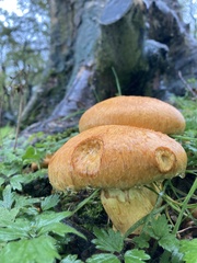 Gymnopilus junonius