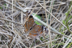 Junonia natalica natalica