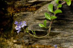 Veronica morrisonicola