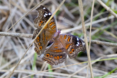 Junonia natalica natalica