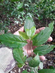 Casearia catharinensis