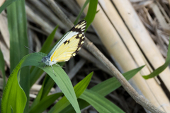 Belenois creona severina