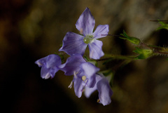 Veronica morrisonicola